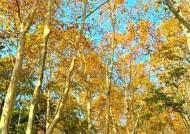 手机支架在南京梧桐大道拍照技巧是什么？