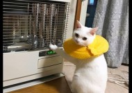 猫咪会抠电源吗？原因是什么？