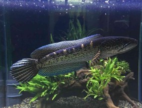如何正确清洗Yzaa油烟机（轻松清除油垢）