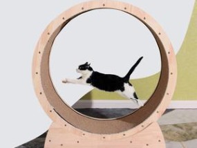 猫咪跑步机的重要性及不跑步的解决办法（提高猫咪运动量）