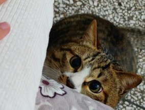 充电器碰到小猫会发生什么？如何预防意外？