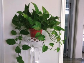 客厅电视机两侧摆放哪种花最合适？