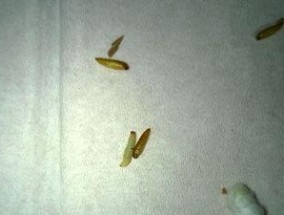 怎样处理燃气灶上的虫子（解决厨房虫害问题的实用方法）