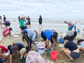 台风韦帕走后，北海大墩海惊现大量海螺，游客市民说根本捡不完