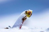 佳能相机如何拍摄雪景？