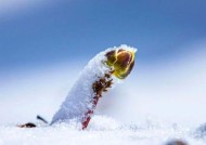 佳能相机如何拍摄雪景？