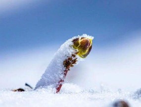 佳能相机如何拍摄雪景？
