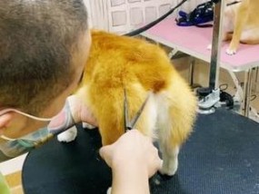 拍狗手机支架使用方法是什么？
