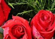 延长玫瑰花保存时间的方法（如何让玫瑰花保鲜更久）