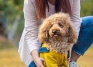 如何正确训练泰迪犬的方法（培养听从指令的可爱泰迪犬）