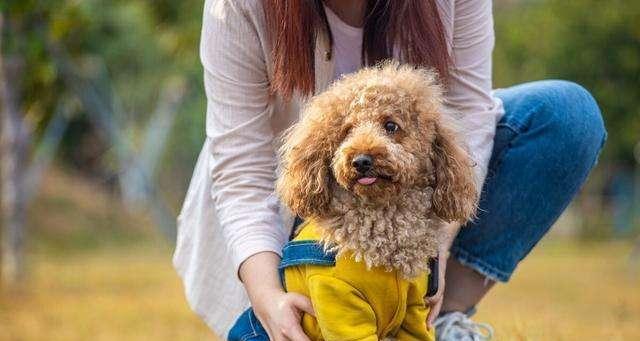 如何正确训练泰迪犬的方法（培养听从指令的可爱泰迪犬）  第1张