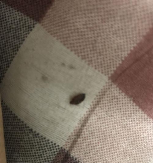 怎样处理燃气灶上的虫子（解决厨房虫害问题的实用方法）  第2张