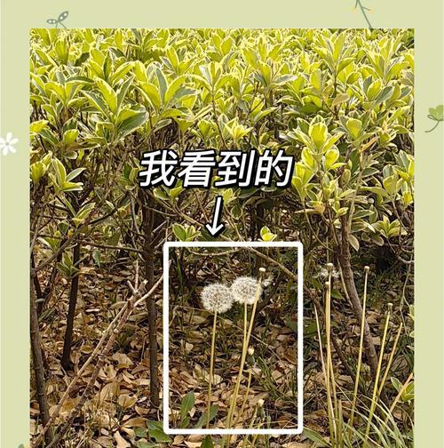 华为手机如何使用超微距变焦拍照？  第2张
