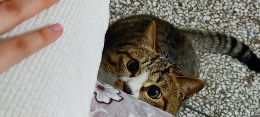充电器碰到小猫会发生什么？如何预防意外？  第1张