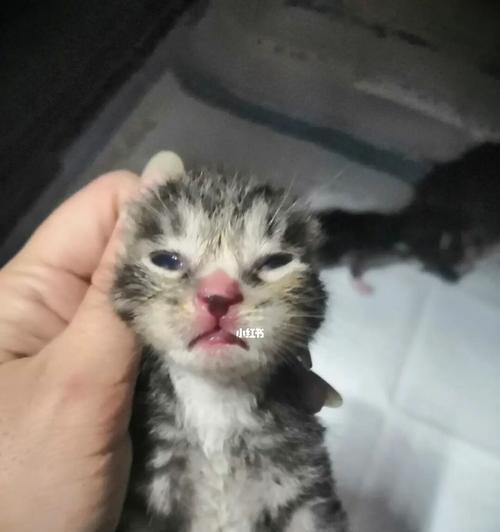 充电器碰到小猫会发生什么？如何预防意外？  第2张