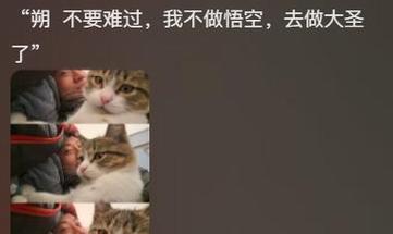 充电器碰到小猫会发生什么？如何预防意外？  第3张