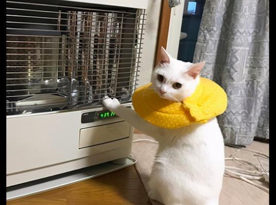 猫咪会抠电源吗？原因是什么？  第1张