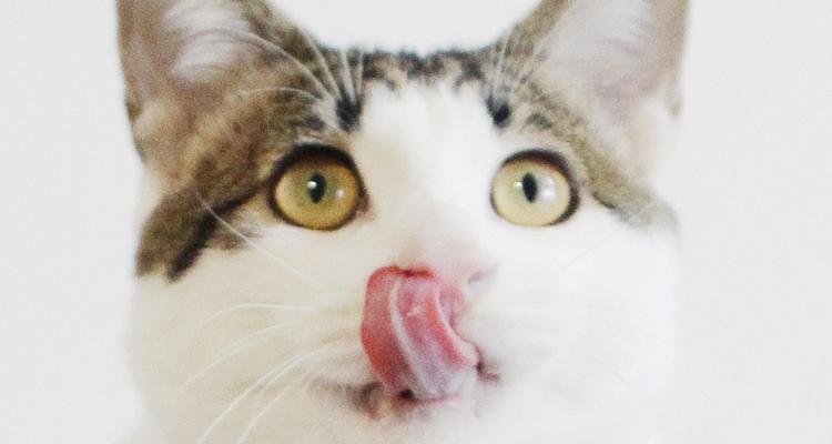 猫咪会抠电源吗？原因是什么？  第3张