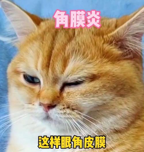猫咪会抠电源吗？原因是什么？  第2张
