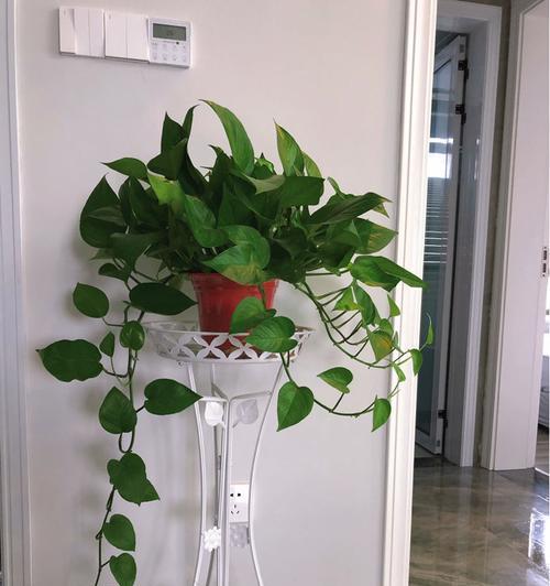 客厅电视机两侧摆放哪种花最合适？  第1张
