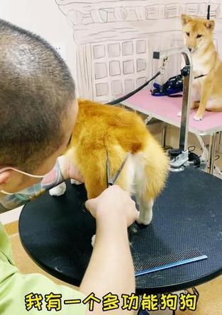 拍狗手机支架使用方法是什么？  第1张