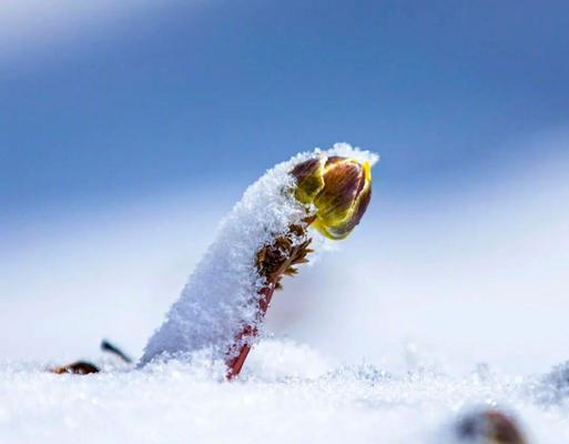 佳能相机如何拍摄雪景？  第1张