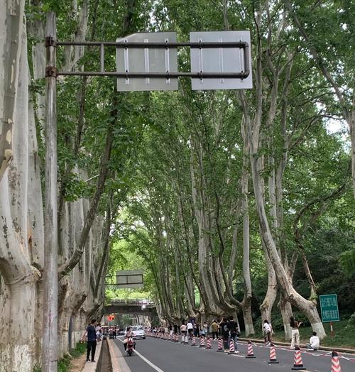 手机支架在南京梧桐大道拍照技巧是什么？  第3张