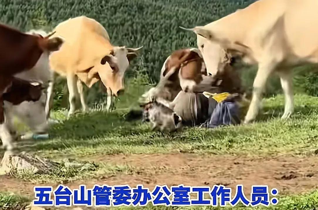疑似反转！五台山游客被牛群踩踏，当事人道出实情，否认喂牛肉干  第1张