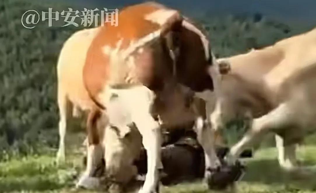 疑似反转！五台山游客被牛群踩踏，当事人道出实情，否认喂牛肉干  第5张