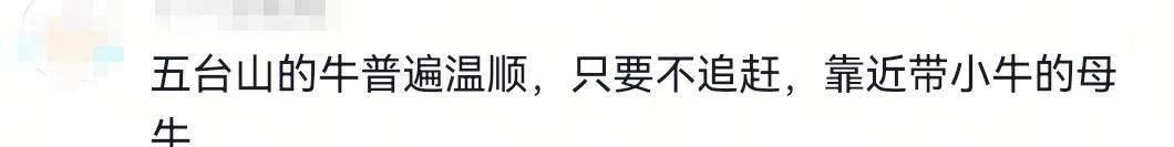 疑似反转！五台山游客被牛群踩踏，当事人道出实情，否认喂牛肉干  第4张