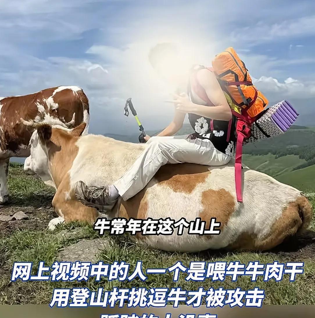 疑似反转！五台山游客被牛群踩踏，当事人道出实情，否认喂牛肉干  第3张