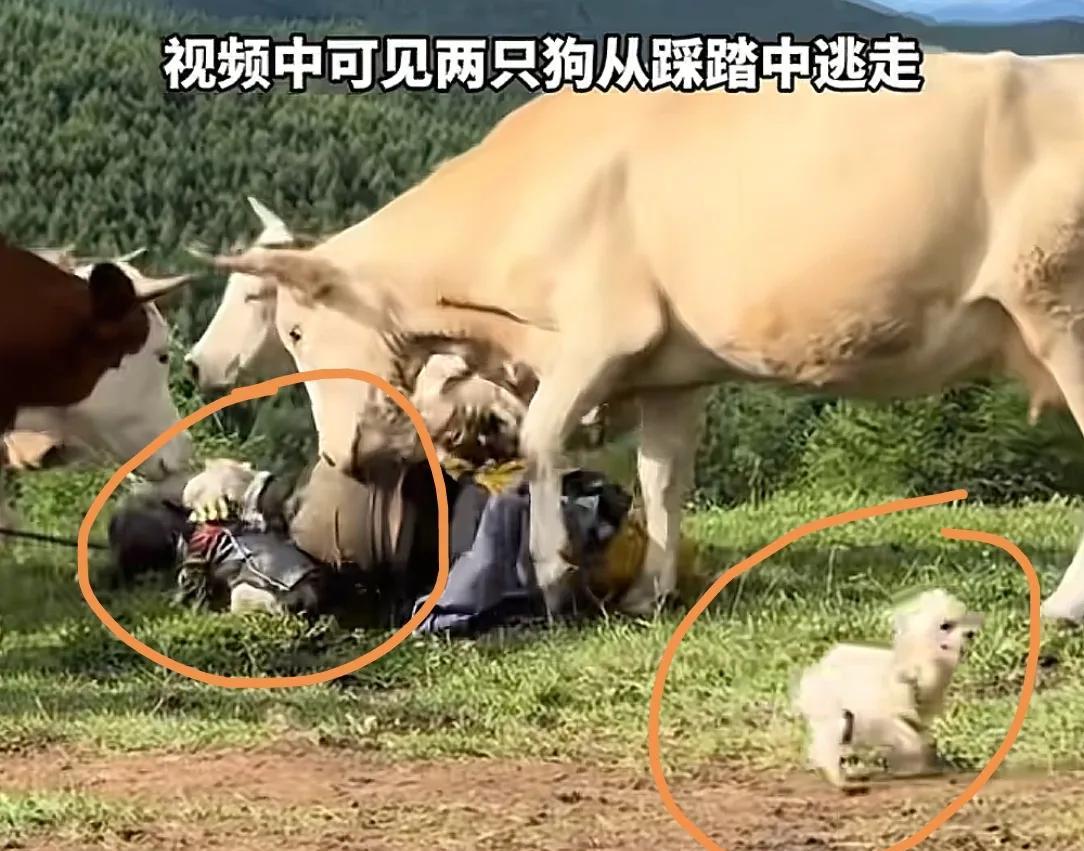 疑似反转！五台山游客被牛群踩踏，当事人道出实情，否认喂牛肉干  第7张