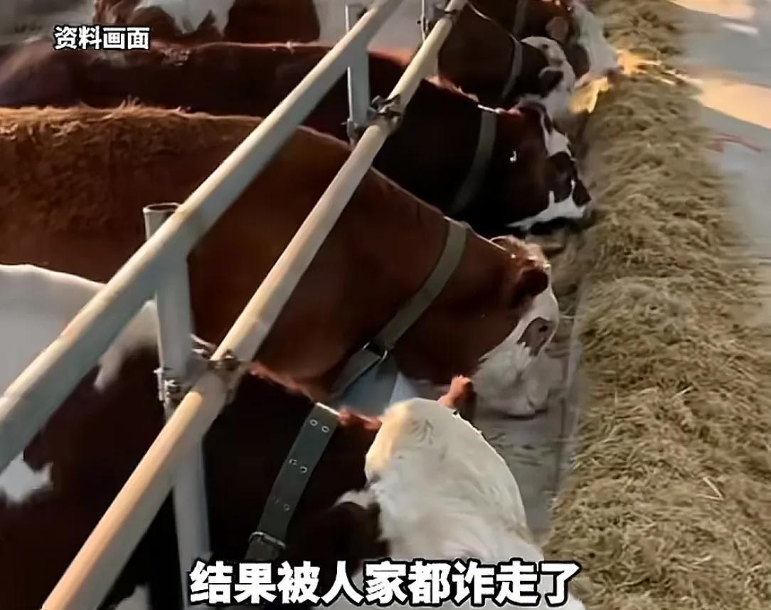 开封养牛户收卖牛款50万，牛拉走账户涉诈被冻！哭诉害怕钱牛两空  第2张