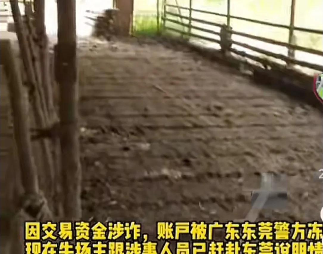 开封养牛户收卖牛款50万，牛拉走账户涉诈被冻！哭诉害怕钱牛两空  第4张