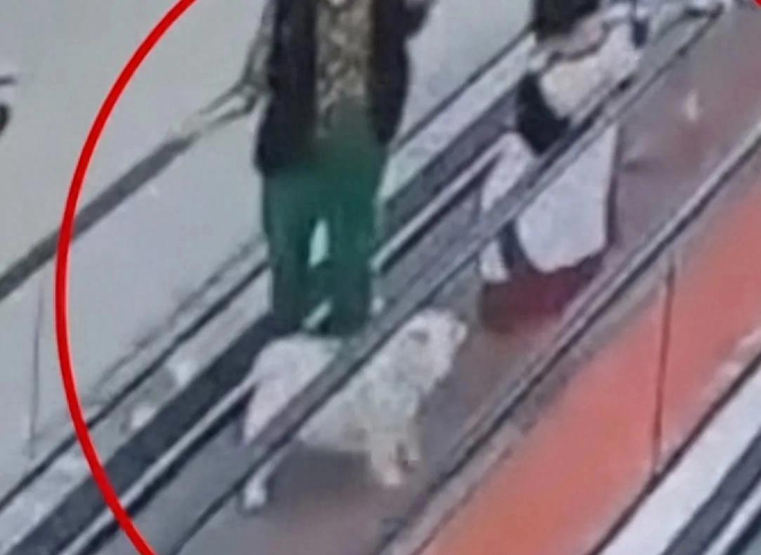 男孩商场扶梯上被狗咬伤，狗主人安慰几句后竟直接离开！警方介入  第1张