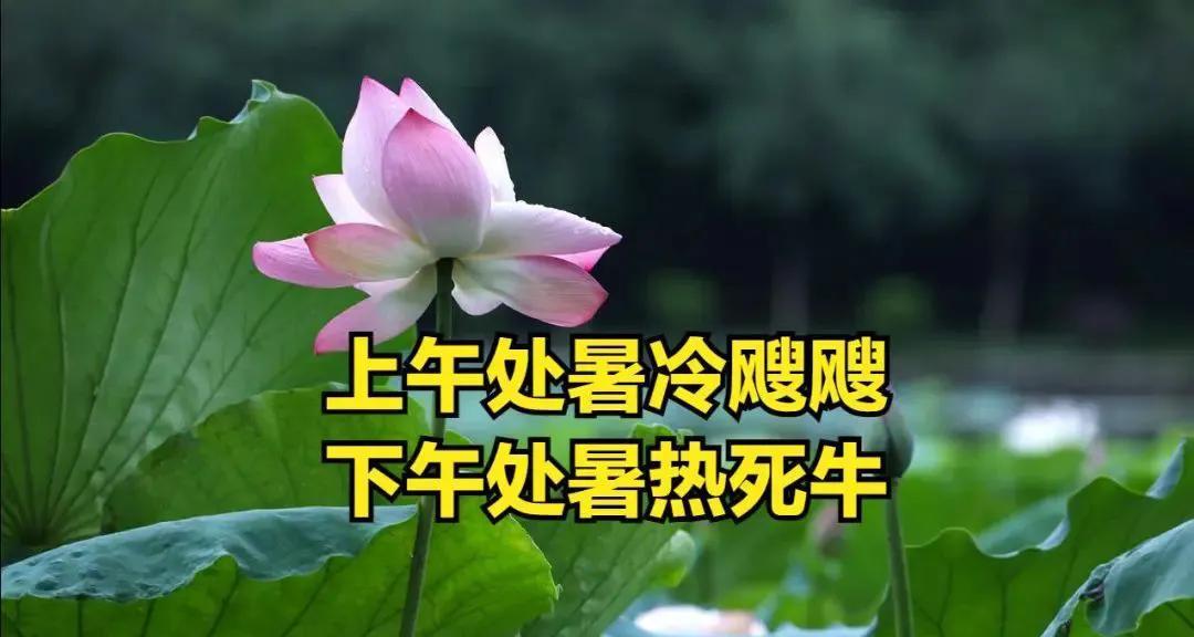 “上午处暑冷飕飕，下午处暑热死牛”?，今年处暑在上午还是下午  第3张