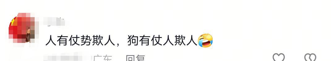 未牵绳小狗扑男子腿被踢开，狗主人不道歉，怒斥:我家狗又不咬人  第8张