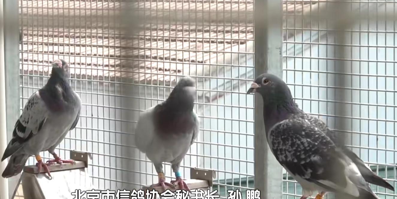 93阅兵后的“小意外”！8万和平鸽有的5分钟到家，有的迷路被偶遇  第3张