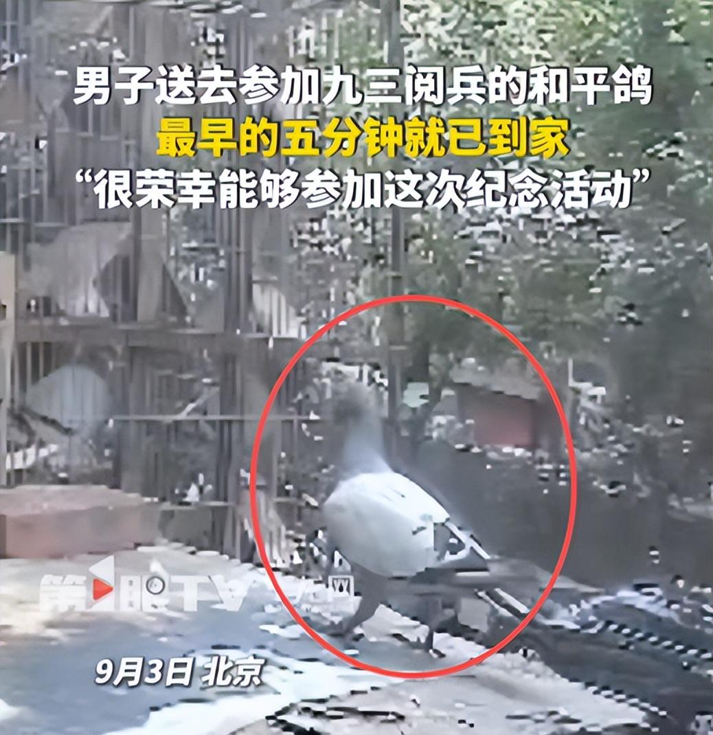 93阅兵后的“小意外”！8万和平鸽有的5分钟到家，有的迷路被偶遇  第8张