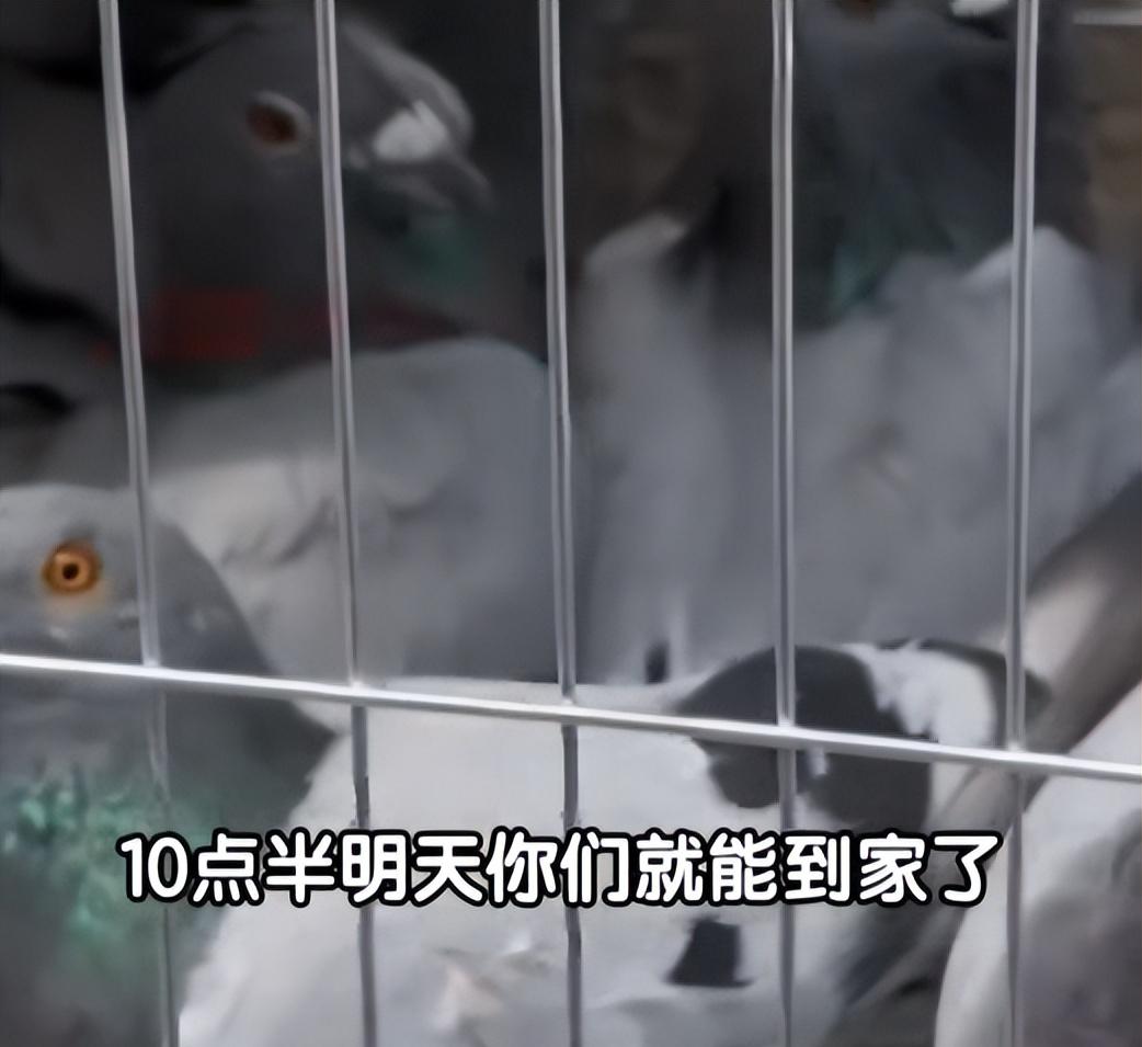 93阅兵后的“小意外”！8万和平鸽有的5分钟到家，有的迷路被偶遇  第7张