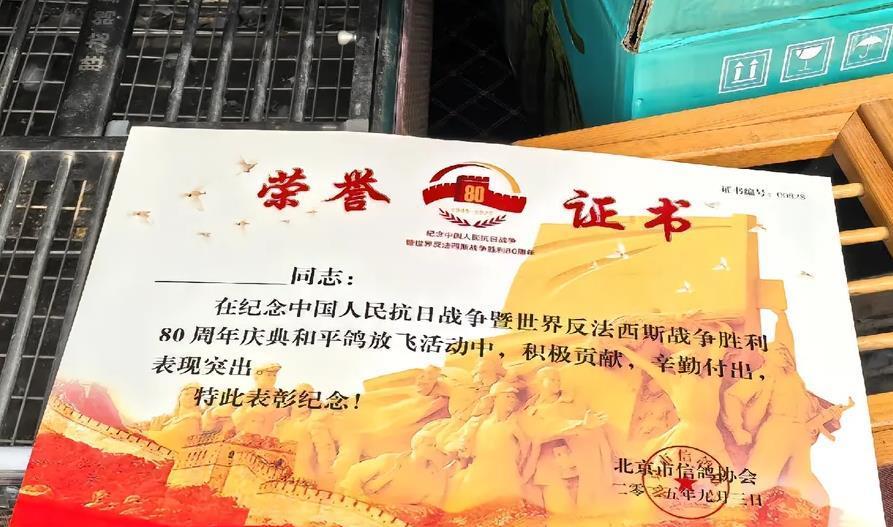 93阅兵后的“小意外”！8万和平鸽有的5分钟到家，有的迷路被偶遇  第10张