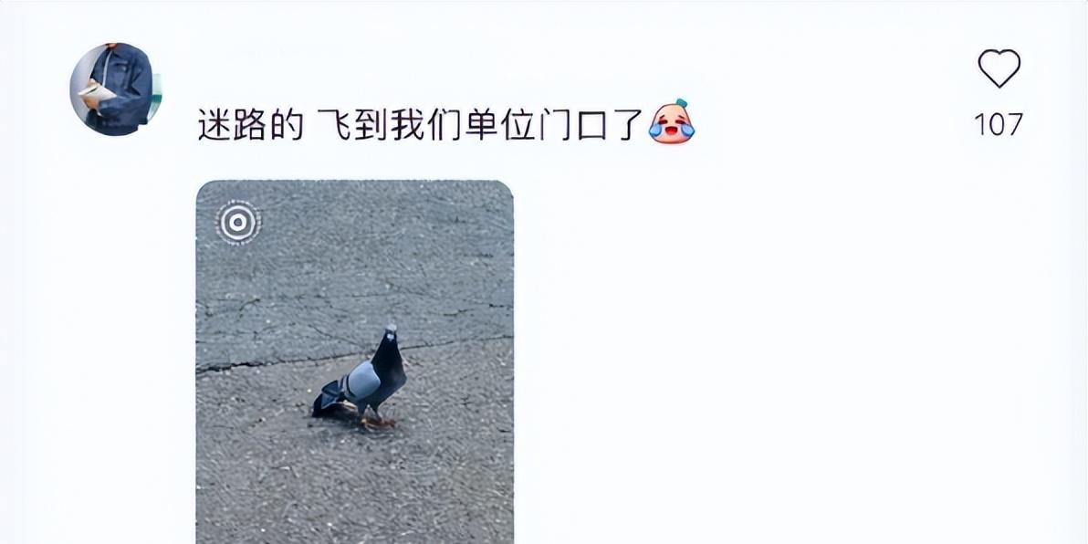 93阅兵后的“小意外”！8万和平鸽有的5分钟到家，有的迷路被偶遇  第12张
