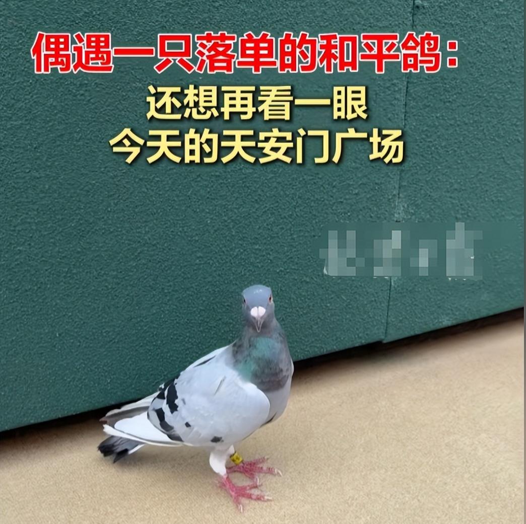 93阅兵后的“小意外”！8万和平鸽有的5分钟到家，有的迷路被偶遇  第11张