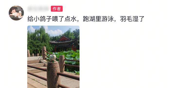 93阅兵后的“小意外”！8万和平鸽有的5分钟到家，有的迷路被偶遇  第13张